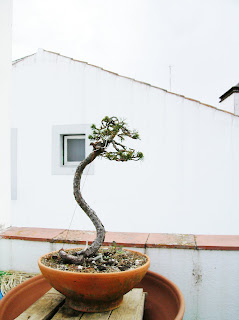 Pinus sylvestris 2 Sa+012