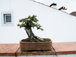 cotoneaster shohin Sa+007