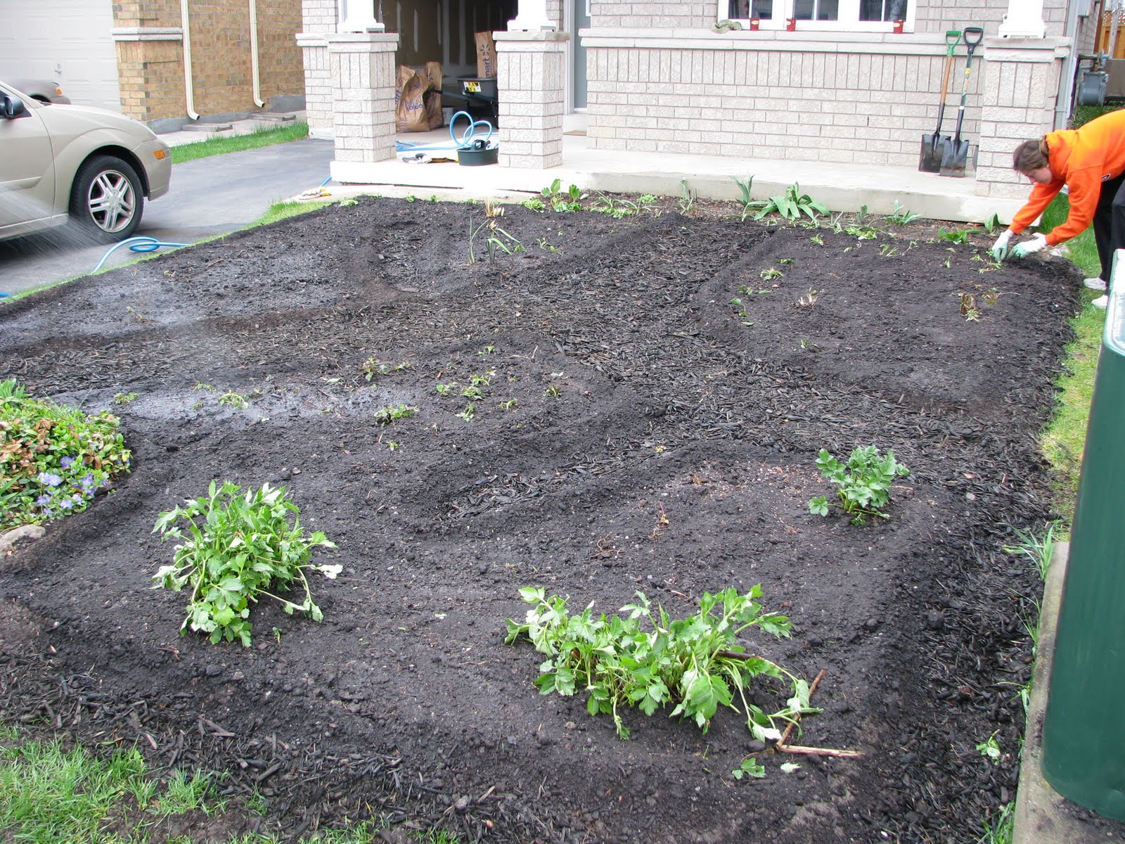 Urban Pollinators Wild Plants For Pollinators