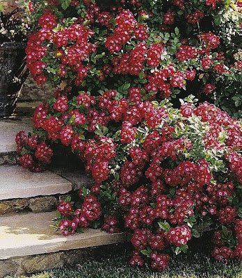 design dump: gardens