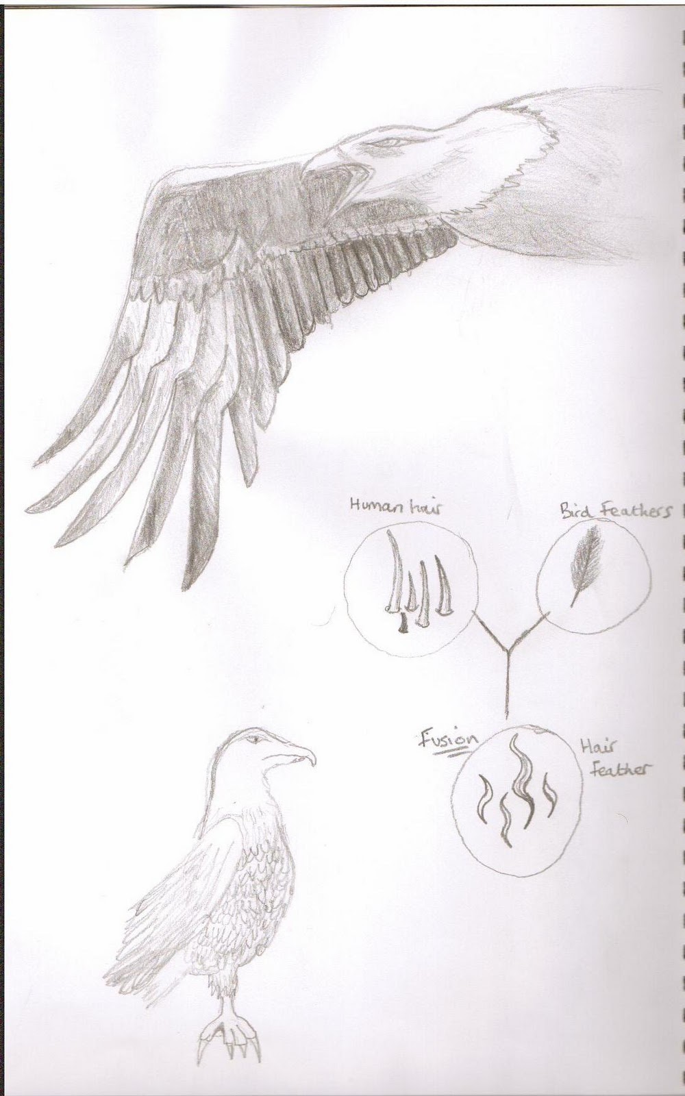 Sean S- D: More design sketches + Anatomy research