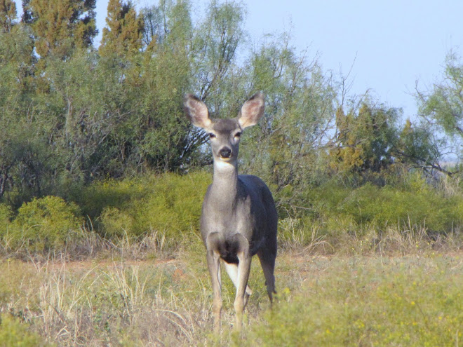 Mule deer