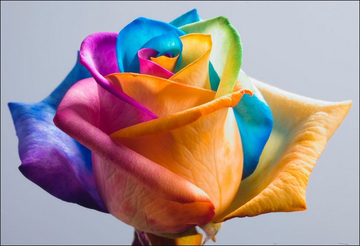 natural Rainbow Roses All Colors in One Rose