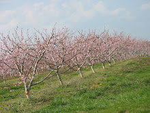 Seyfert's Orchard