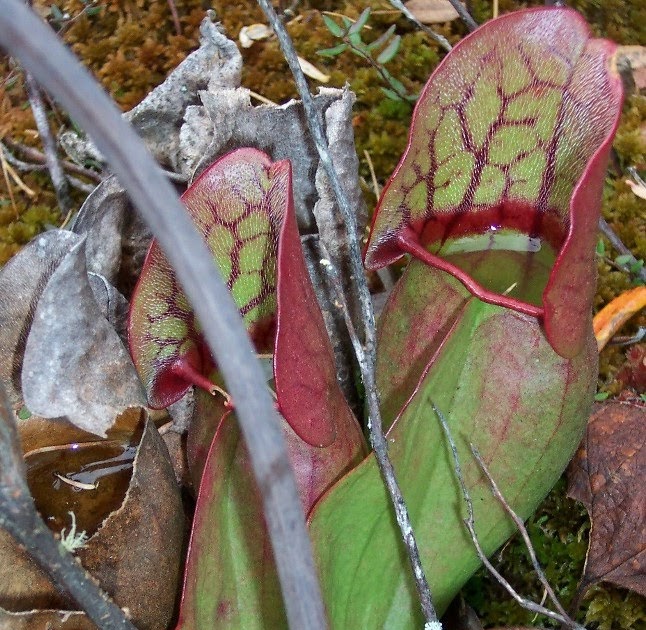 Bow Narrows Camp Blog on Red Lake Ontario Carnivorous pitcher plant a