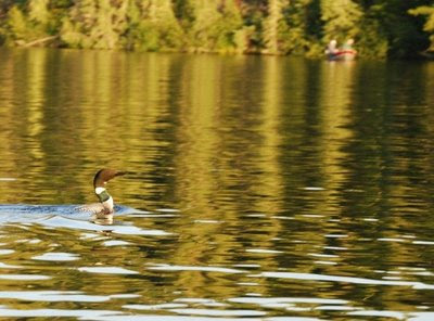 beautiful loon