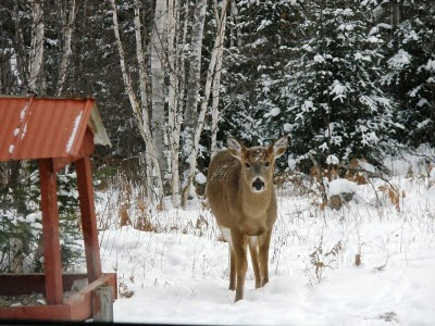 buck whitetail head to bird feeder