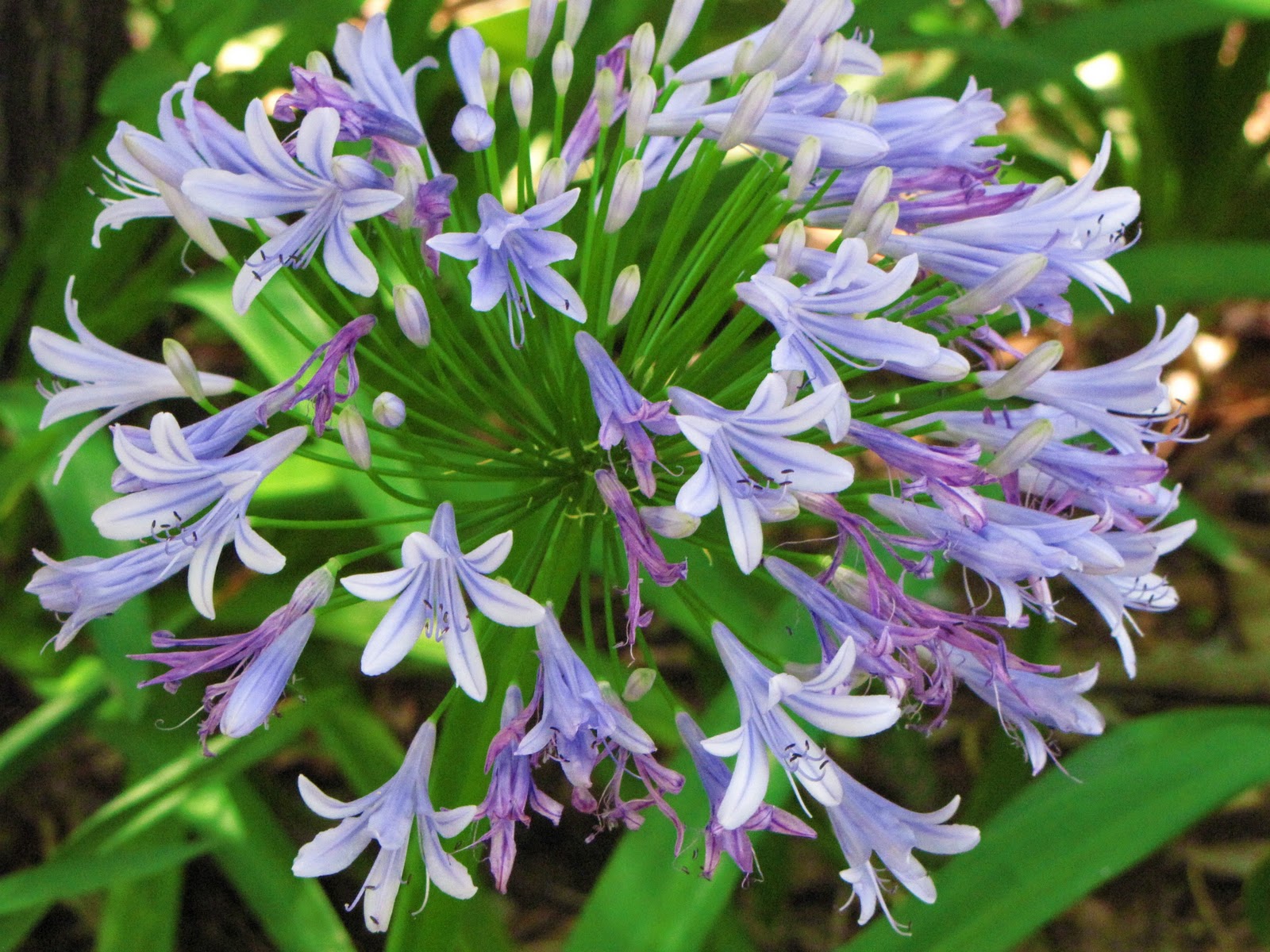 http://4.bp.blogspot.com/_UTeflCdgUmk/TPur3jnIl1I/AAAAAAAAD5c/DFnNDQdBK0w/s1600/Agapanthus3.jpg