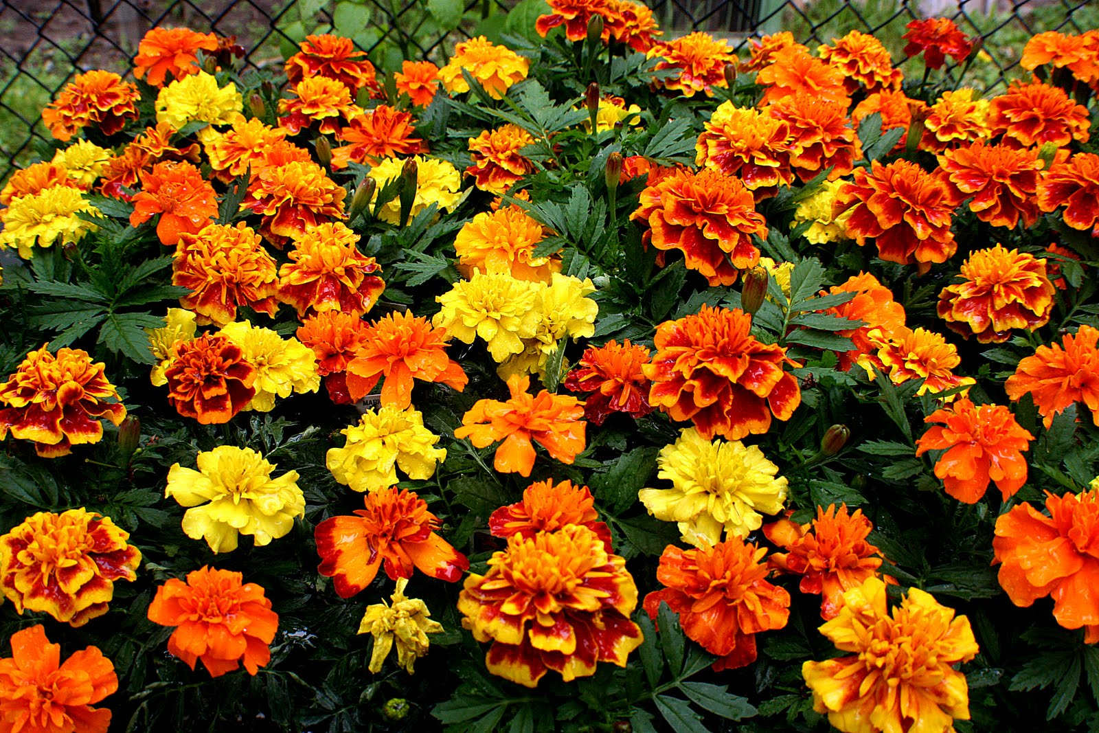 A Niagara Region Garden Random flower pics from the garden today