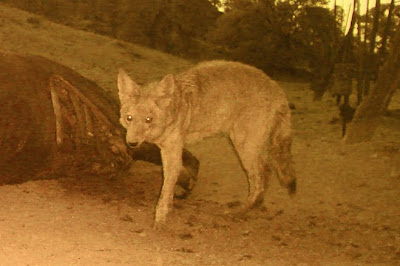 trap codger camera carrion closer cameras cow chance sure photograph ll another if