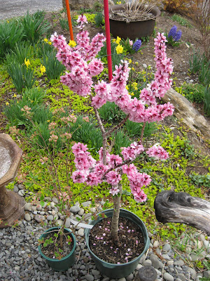 peach patio tree bonfire prunus persica durazo