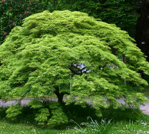 victoria gardens cascading dwarf and 20 off japanese victoria gardens cascading dwarf and 20 off japanese