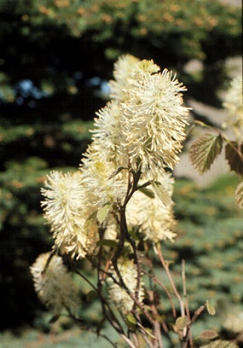 Victoria Gardens: Flowering hedge: 20% off Fothergilla
