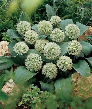 allium white
