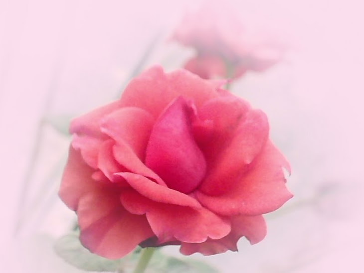 my rose