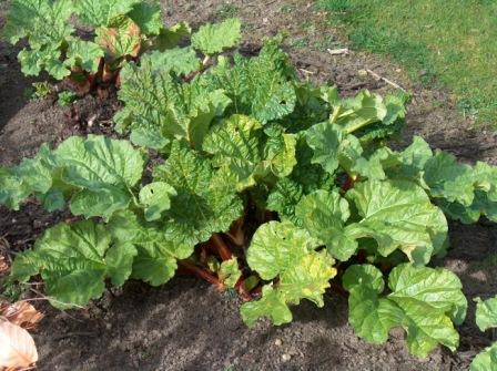 [rabarber+maart+08+c.jpg]