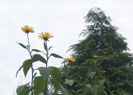 [okt+aardpeer+c.jpg]