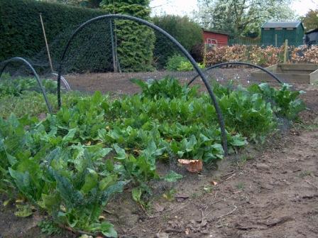 [winter+spinazie+beter+c.jpg]