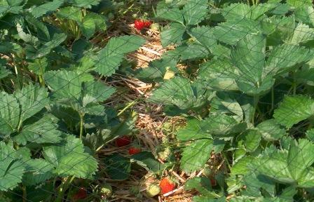 [aardbei+mei+c+2008.jpg]