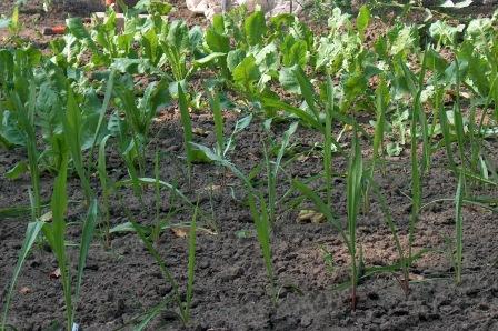 [wortelgewas+c+mei.jpg]