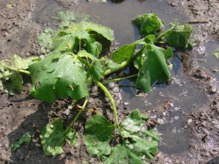 [verzopen+pompoen+c.jpg]