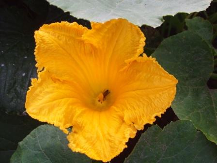 [COURGETTE+BLOEM.jpg]