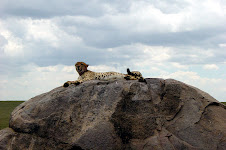 African Safari