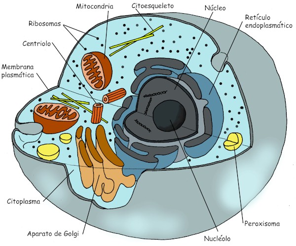 animal cell diagram grade 8. cell diagram grade 8.