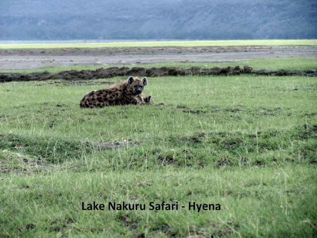 [Nakuru+19+Hyenas+(2)-794238.jpg]