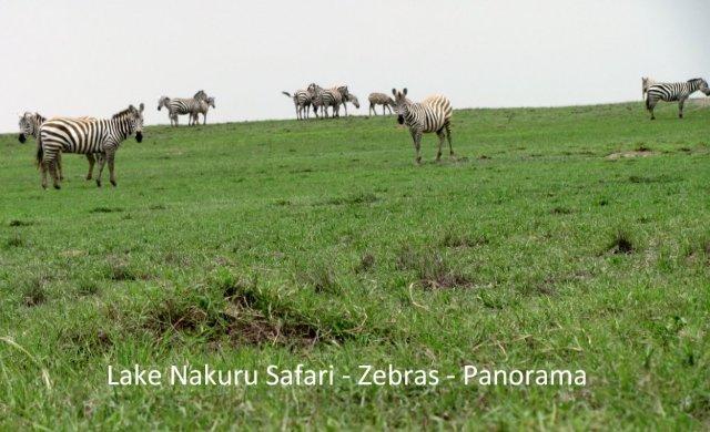 [Nakuru+24A-+Zebras+(2)-703364.jpg]