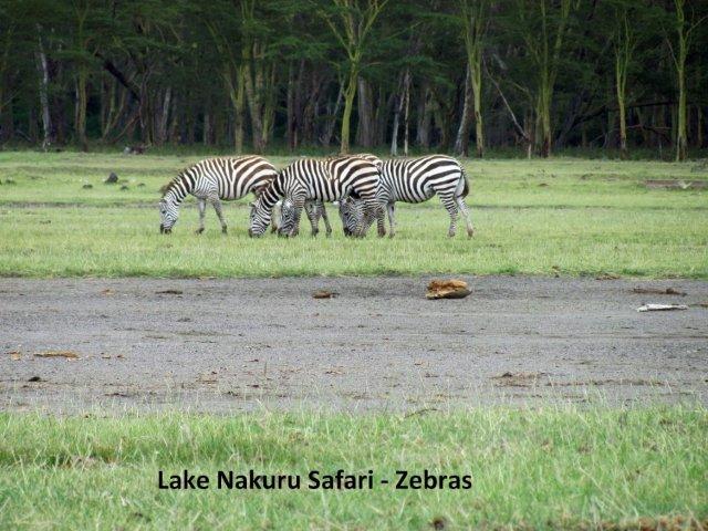 [Nakuru+24A-+Zebras-702331.jpg]