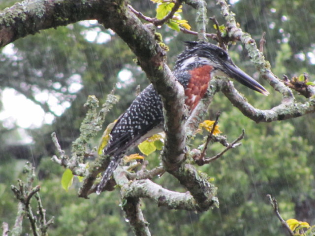 [Trout+Tree+(Bird)-757728.JPG]