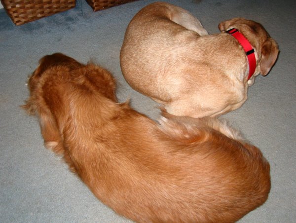 [SlackerDogs.jpg]