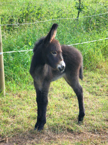 baby donkey portrayal