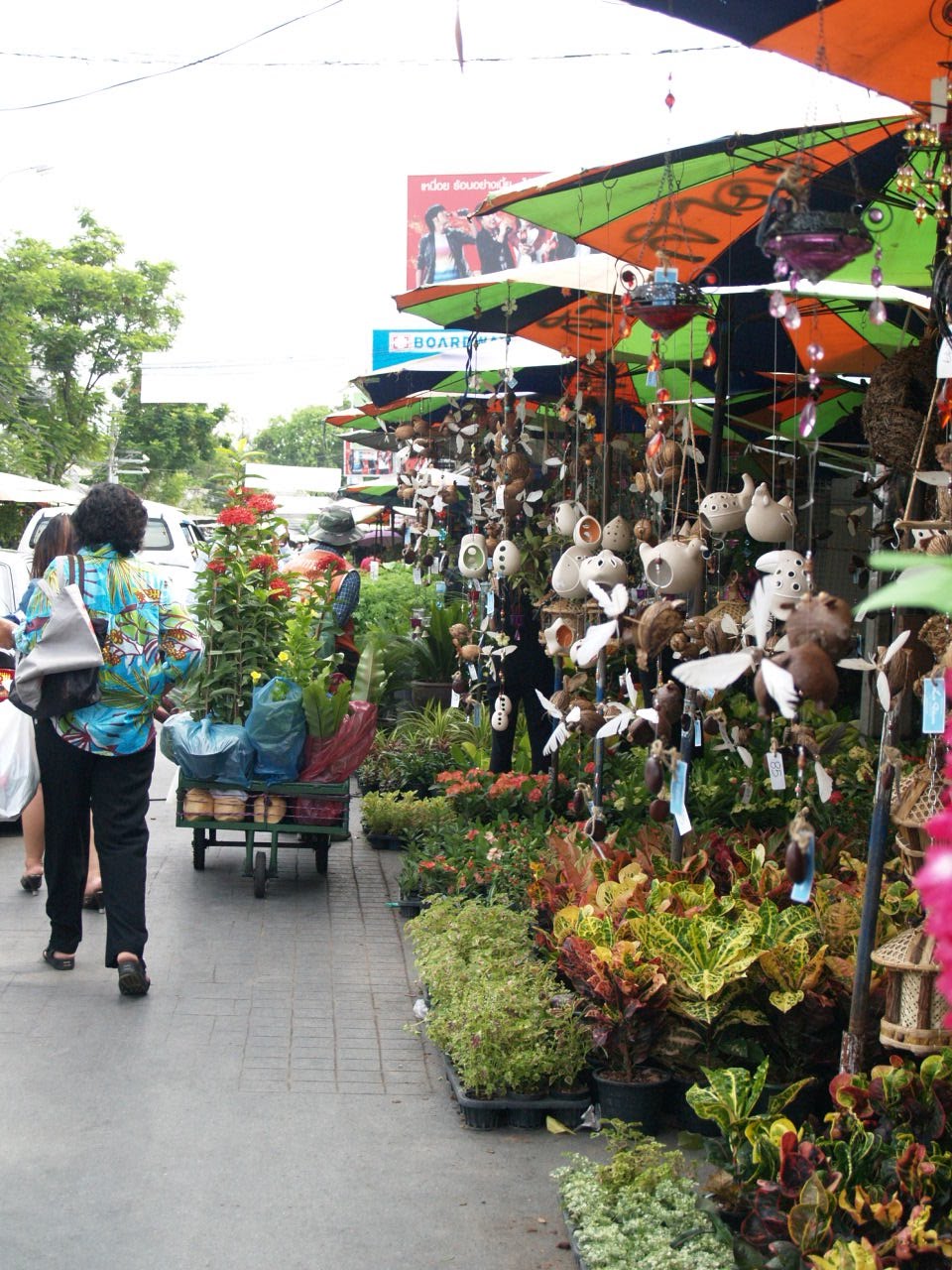 Cactus Lover JJ market biggest outdoor plant market