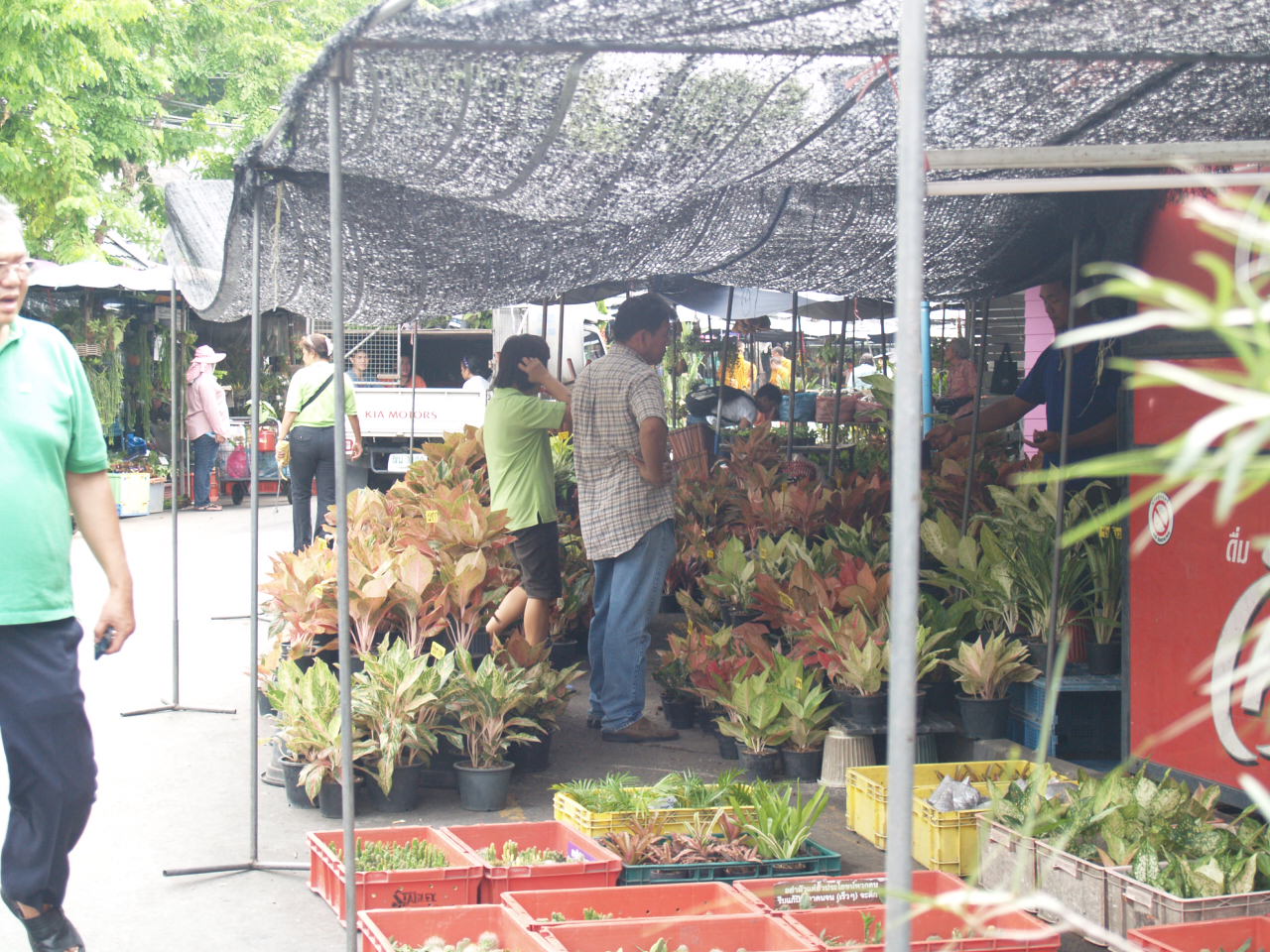 Cactus Lover JJ market biggest outdoor plant market
