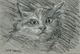 white cat aceo sketch