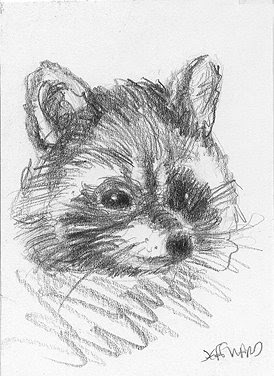 raccoon sketch aceo