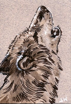 howling wolf line and wash drawing
