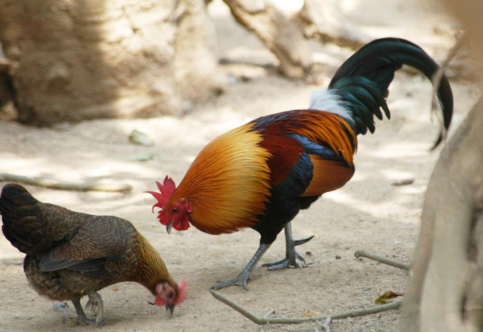 jungle cock extinct Xxx thumbnails video