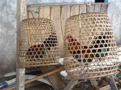 Rooster+Gaffs+for+Sale Fighting Rooster Gaffs For Sale http://featherwarriorgamefarm.blogspot ...