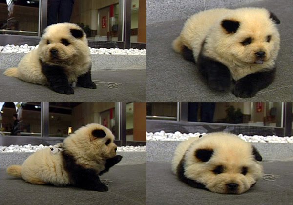 Fashion on the Mind Panda Dog panda dog