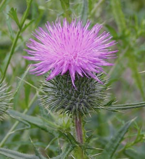 If people think about thistles