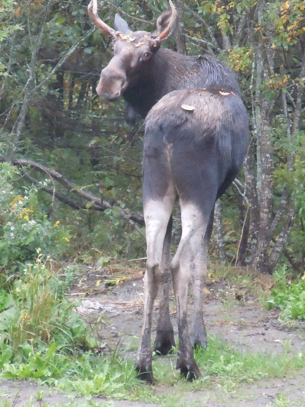 Do moose have tails?