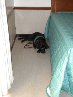 Dagan lying down at the extra tie-down in Sara's dorm room