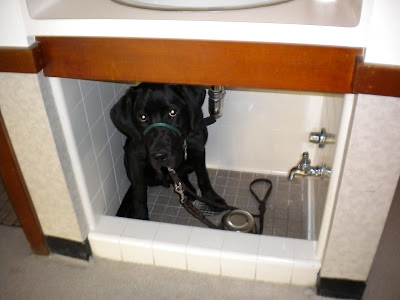 Dagan squished into the dog sink under the people sink in Sara's dorm room