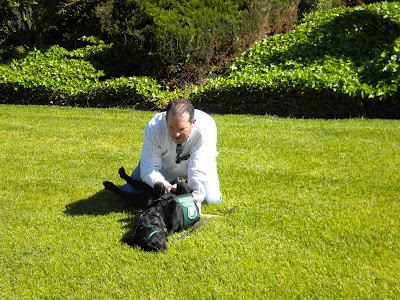 Dagan lying in the grass, belly up and squirming around as John rubs his belly