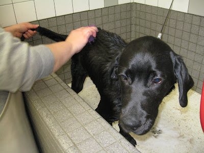 Soggy Dagan getting zoom groomed in the tub