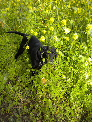 Getting up in the field of green and yellow, looking at the camera through the stems and flowers