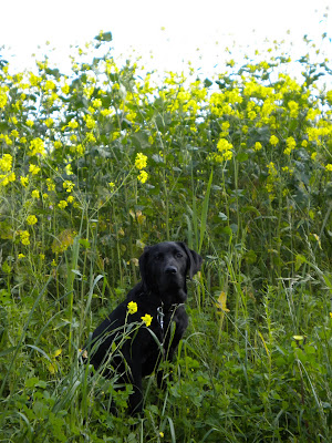 Dagan in a sea of green - the yellow flowers all about 18 inches over his head